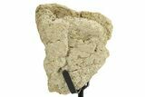 Dinosaur (Triceratops) Frill Shield Section w/ Stand - South Dakota #363593-2